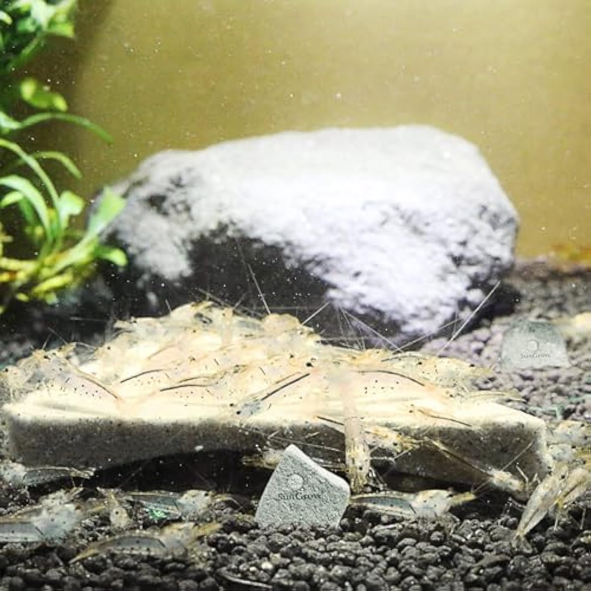 SunsGrow shrimp rocks for crayfish, hermit crab, snails, aquarium decor, crustacean care, nano tank accessories, fish tank supplies