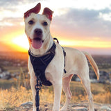 rabbitgoo Dog Harness No PLll with 2 Leash Clips, Adjustable Soft Padded, Reflective Oxford No Choke Pet Vest with Easy Control Handle for Large Dogs, Black, L