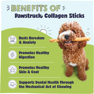 Pawstruck natural large 12 inch beef collagen sticks for dogs - long lasting rawhide alternative with high protein and chondroitin - 5 pack