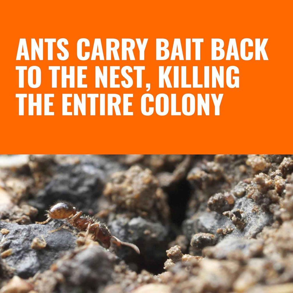 terro t1813b liquid ant baits outdoor ready-to-use terro ant traps kills household ants 12 stakes