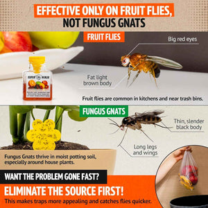 Super Ninja Fruit Fly Traps for Indoors - 4 Pack, Effective Fruit Fly Catcher for Home & Kitchen with Up to 3 Weeks Performance