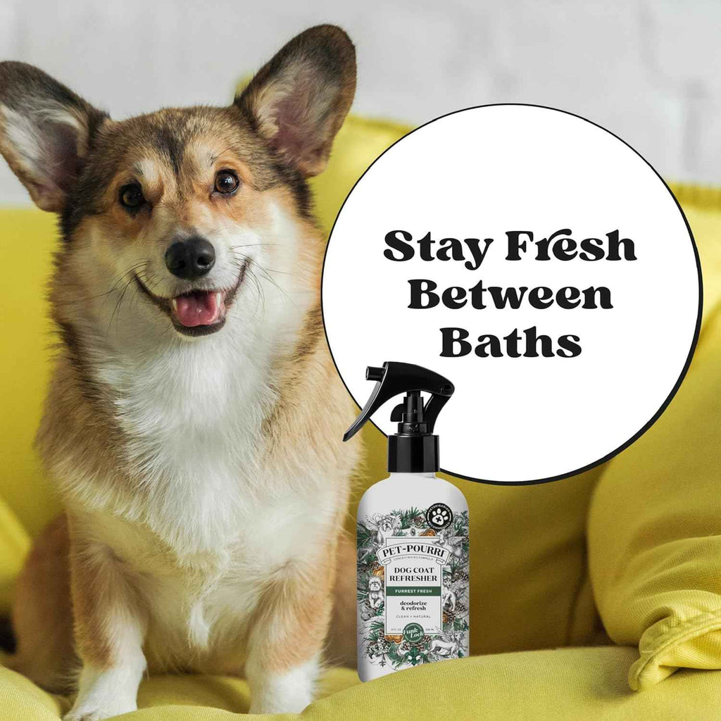 Poo-Pourri Furrest Fresh Dog Deodorizing Spray, 8 Fl Oz Grooming Perfume for Dog Coat, Pet Odor Neutralizer with Essential Oils, Vet Recommended, Paraben & Sulfate-Free Fir, Amber, & Cedarwood Scent