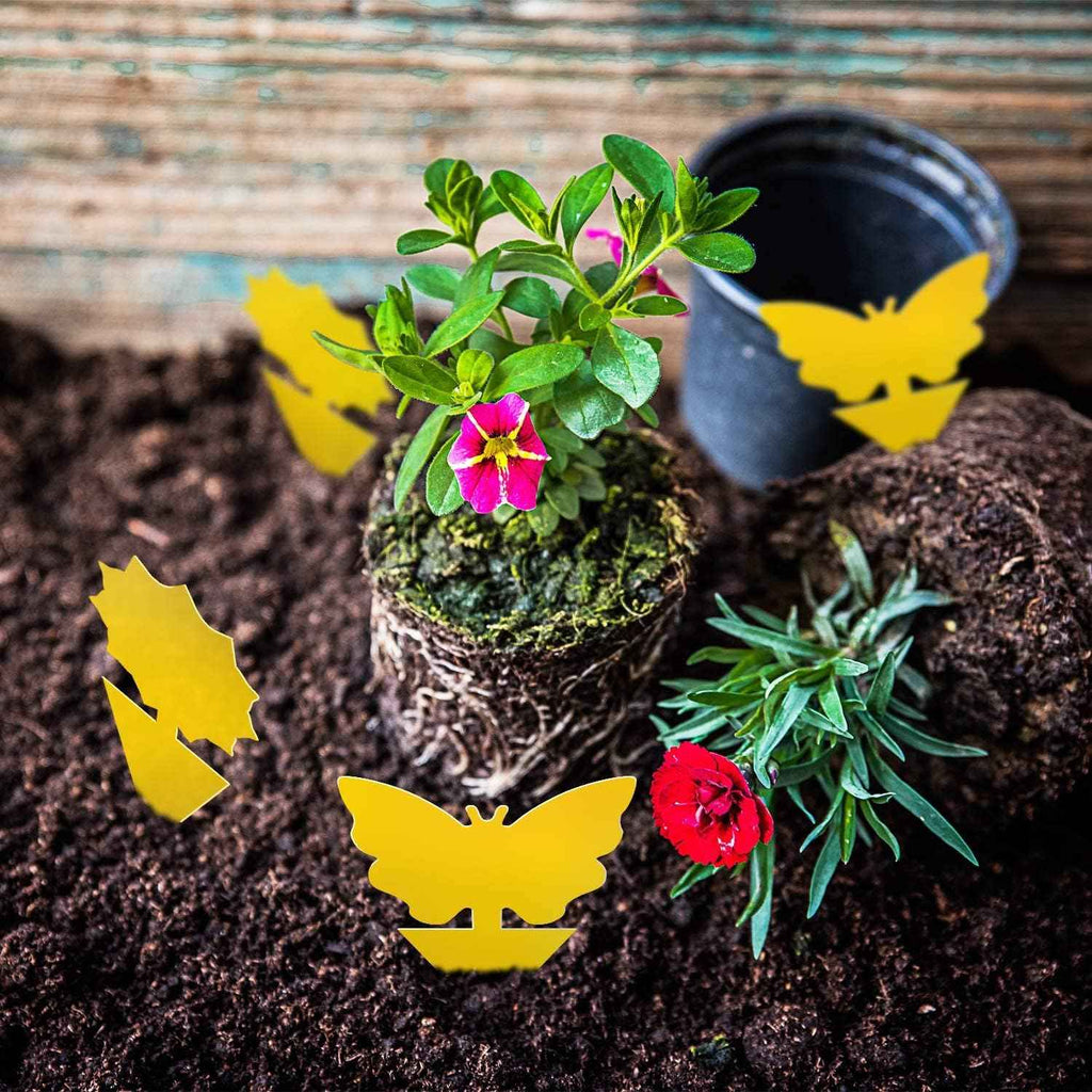 Yello Sticky Fruit Fly and Fungus Gnat Traps 36 Pack No Harm and Odorless for Indoor Outdoor Use Protect Plants