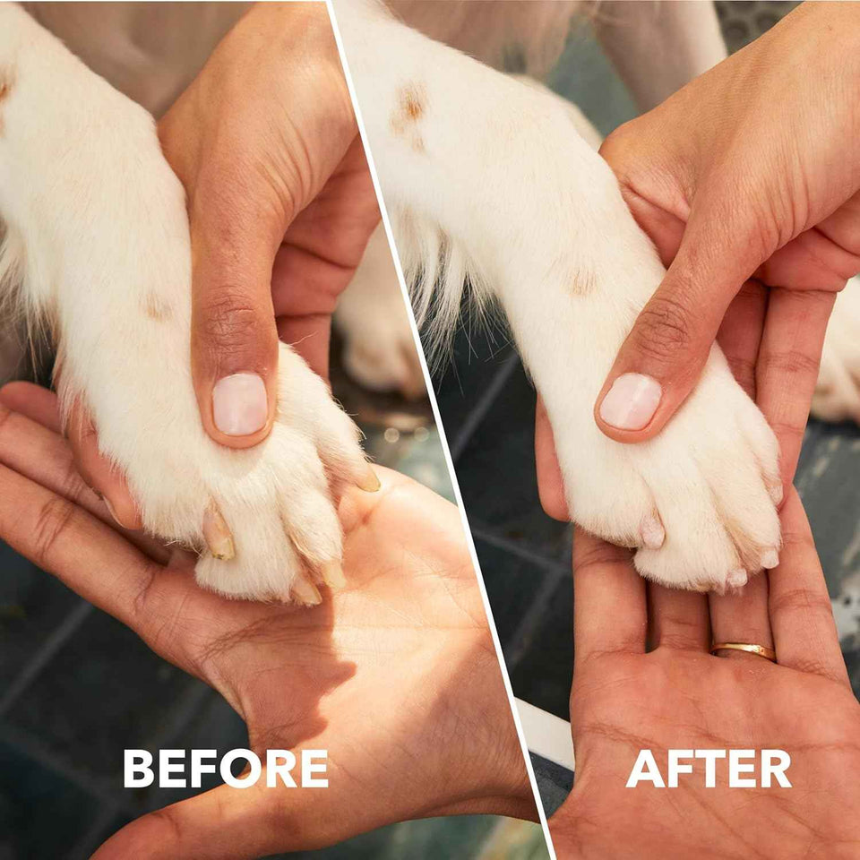 Dremel 7760-PET cordless pet nail grinder and trimmer kit for dogs, cats, and small animals