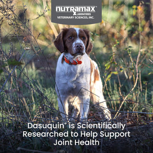 Nutramax Dasuquin for Small to Medium Dogs, Joint Health Supplement, Contains Glucosamine for Dogs, Plus Chondroitin, ASU, MSM and More, Supports Healthy Joints, Soft Chews, 84 Count