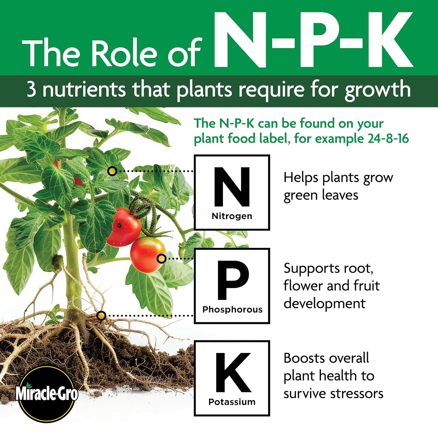 Miracle-Gro Water Soluble All PLrpose Plant Food - Fertilizer For All Indoor or Outdoor Plants including Roses, Flowers, Vegetables, Houseplants, Trees, and Shrubs, 3 lbs.