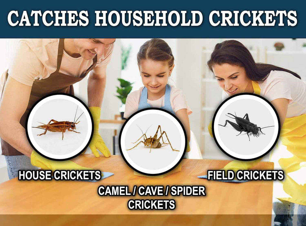maxguard-extra-large-cricket-traps-8-traps-non-toxic-extra-sticky-glue-pre-baited-cricket-attractant-trap-kill