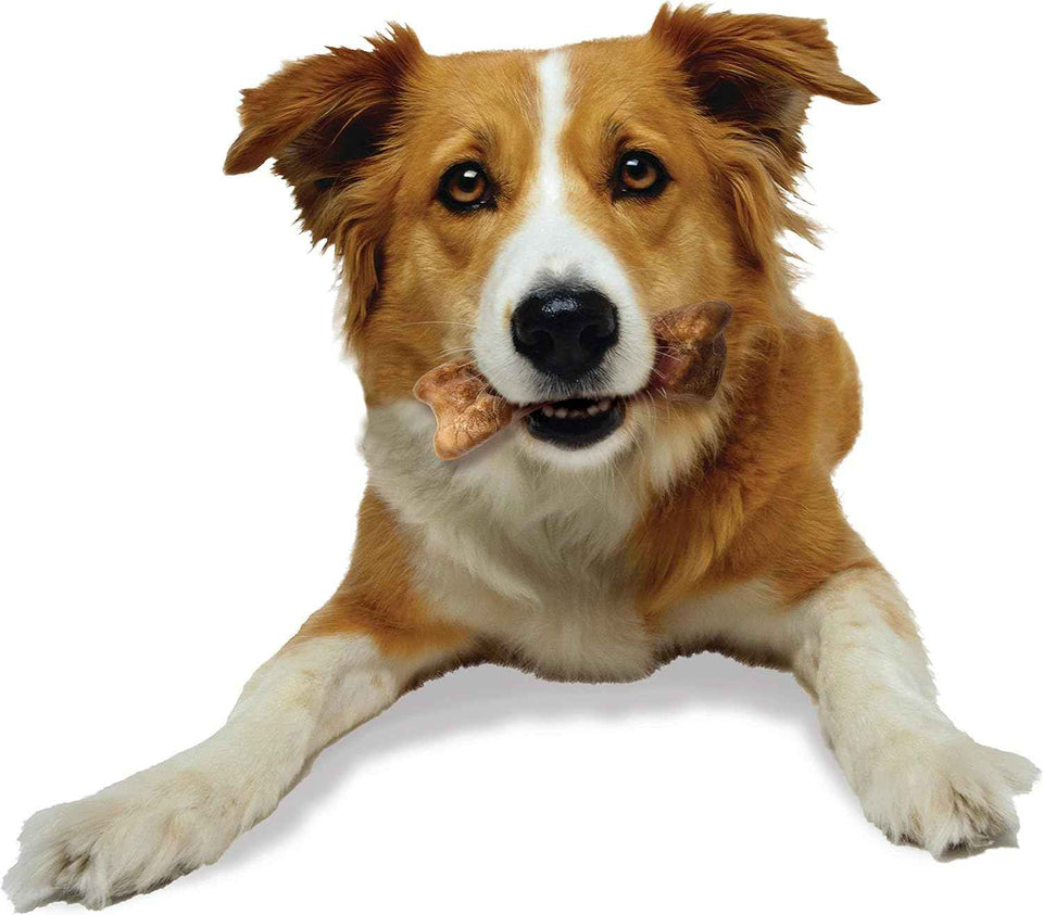 Nylabone Healthy Edibles WILD Natural Longer-Lasting Bison Flavor Bone Chew Treats for Dogs, Medium - Up to 35 lbs (2 Count)